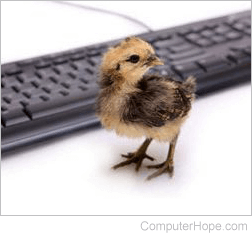 Baby chick by keyboard